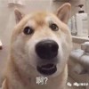 奥本海默