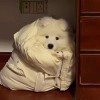 爱。