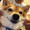 简洛洛